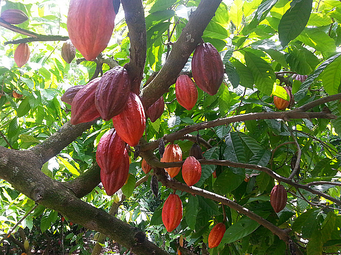 Chocolate Factory and Farm Excursions Taino Bay